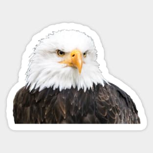 Bald eagle Sticker